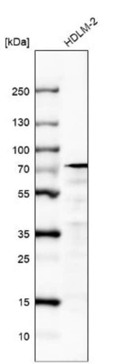 IL-4I1 Antibody (CL9071), Novus Biologicals 100 &mu;L; Unconjugated:Antibodies,